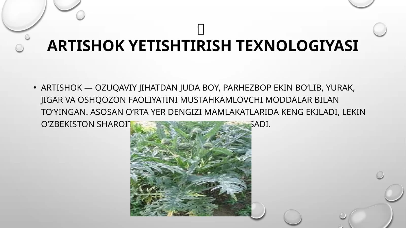 Artishok yetishtirish