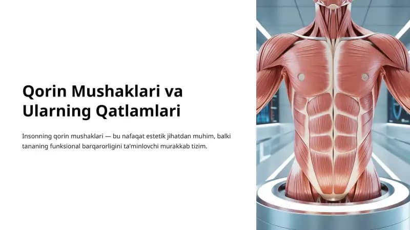 Qorin Mushaklari va Ularning Qatlamlari