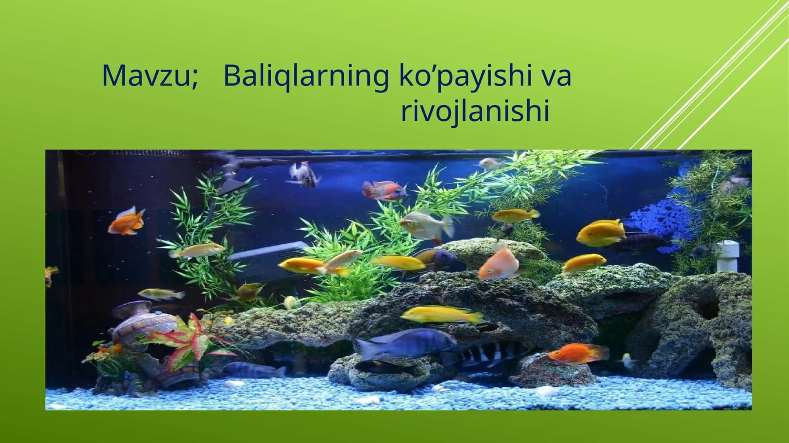 Baliqlarning ko’payishi va rojlanishi