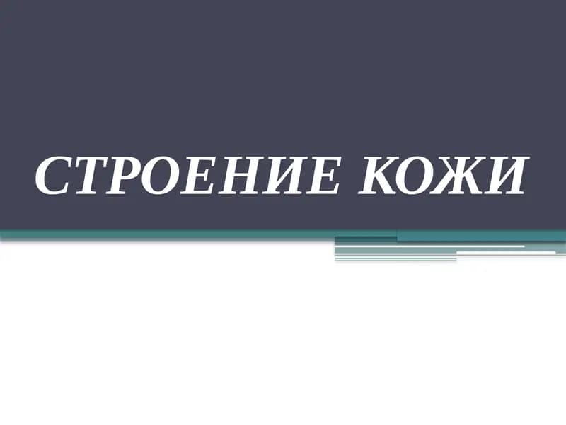 Строение кожи