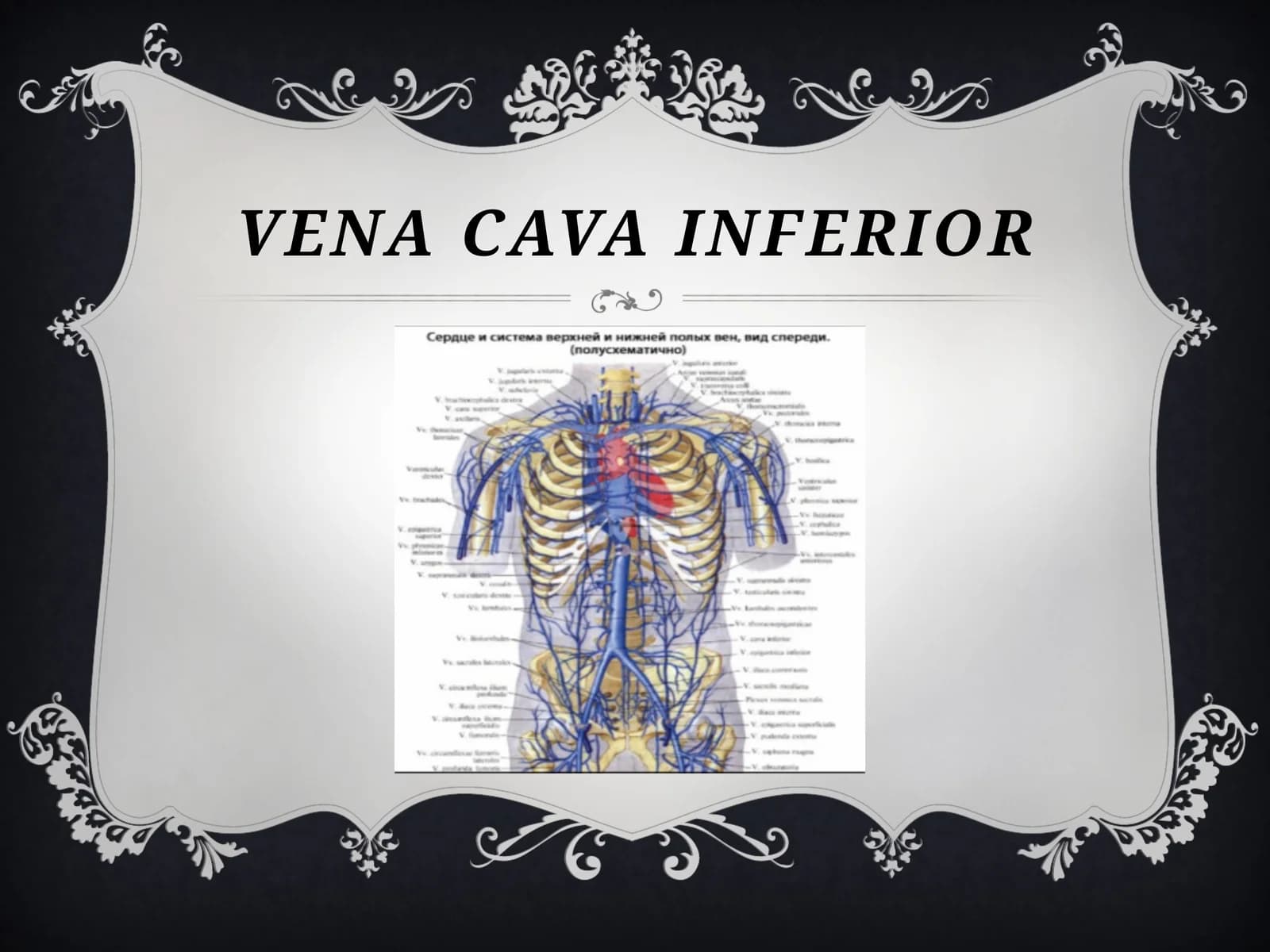 VENA CAVA INFERIOR