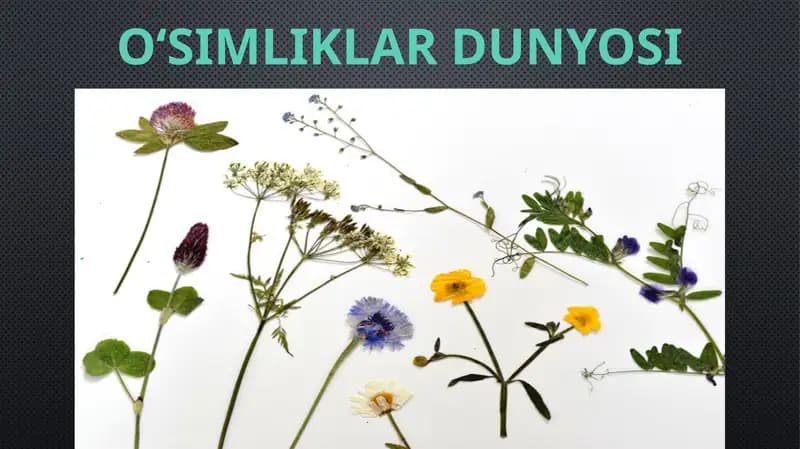 O‘SIMLIKLAR DUNYOSI