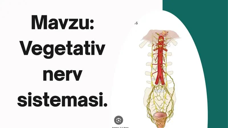 Vegetativ nerv sistemasi