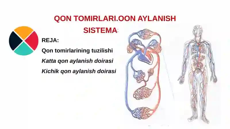 QQON TOMIRLARI.QON AYLANISH SISTEMASI dars ishlanma