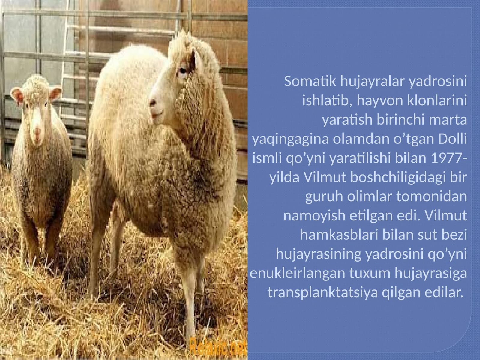 Vilmutboshchiligidagi o'yin