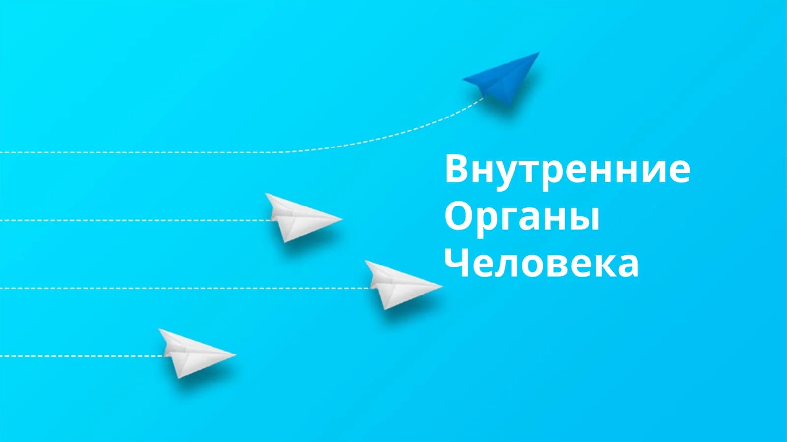 Внутренние органы человека