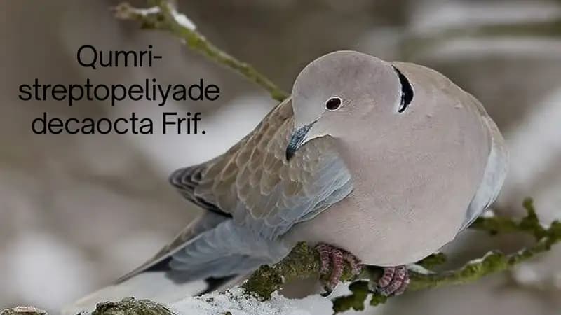 Qumri haqida malumot