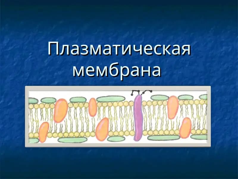 Плазматическая мембрана