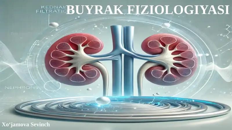 BUYRAK FIZIOLOGIYASI