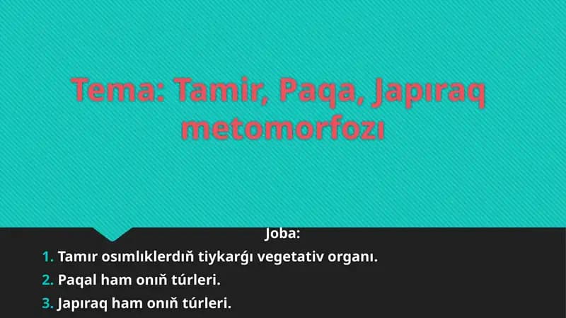 Tamir, Paqa, Japıraq metomorfozı