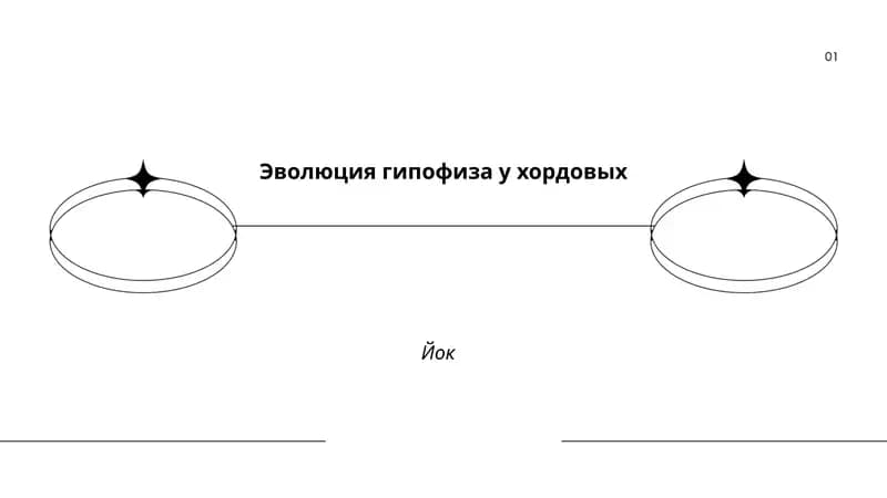 Эволюция гипофиза у хордовых