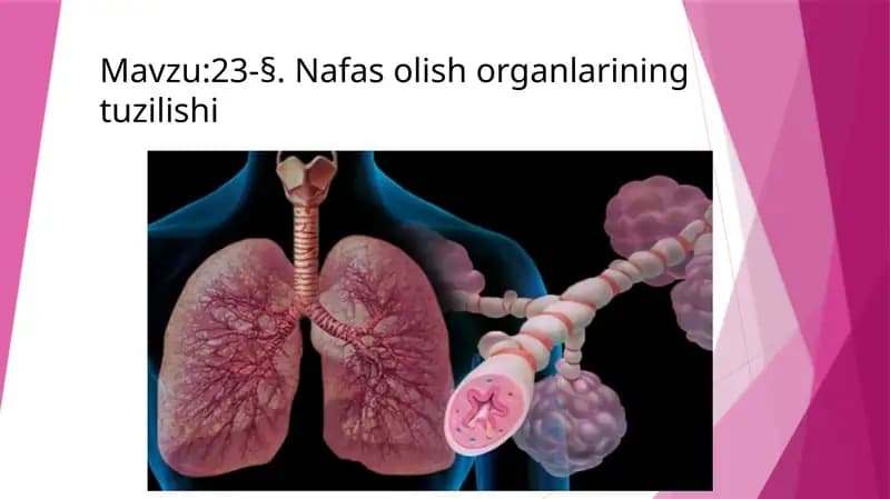 Nafas Olish A'zolari