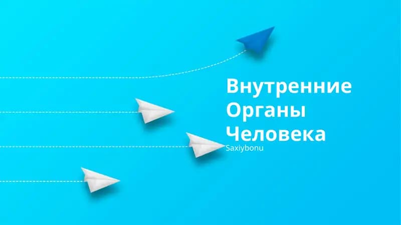 Внутренние Органы Человека