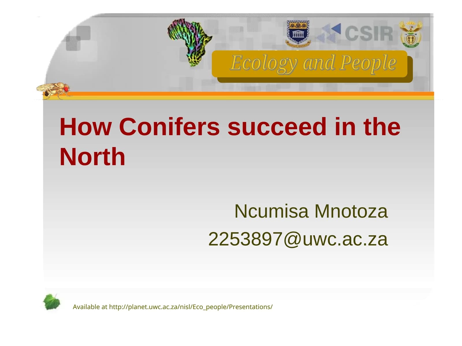 Conifers' Success in the North