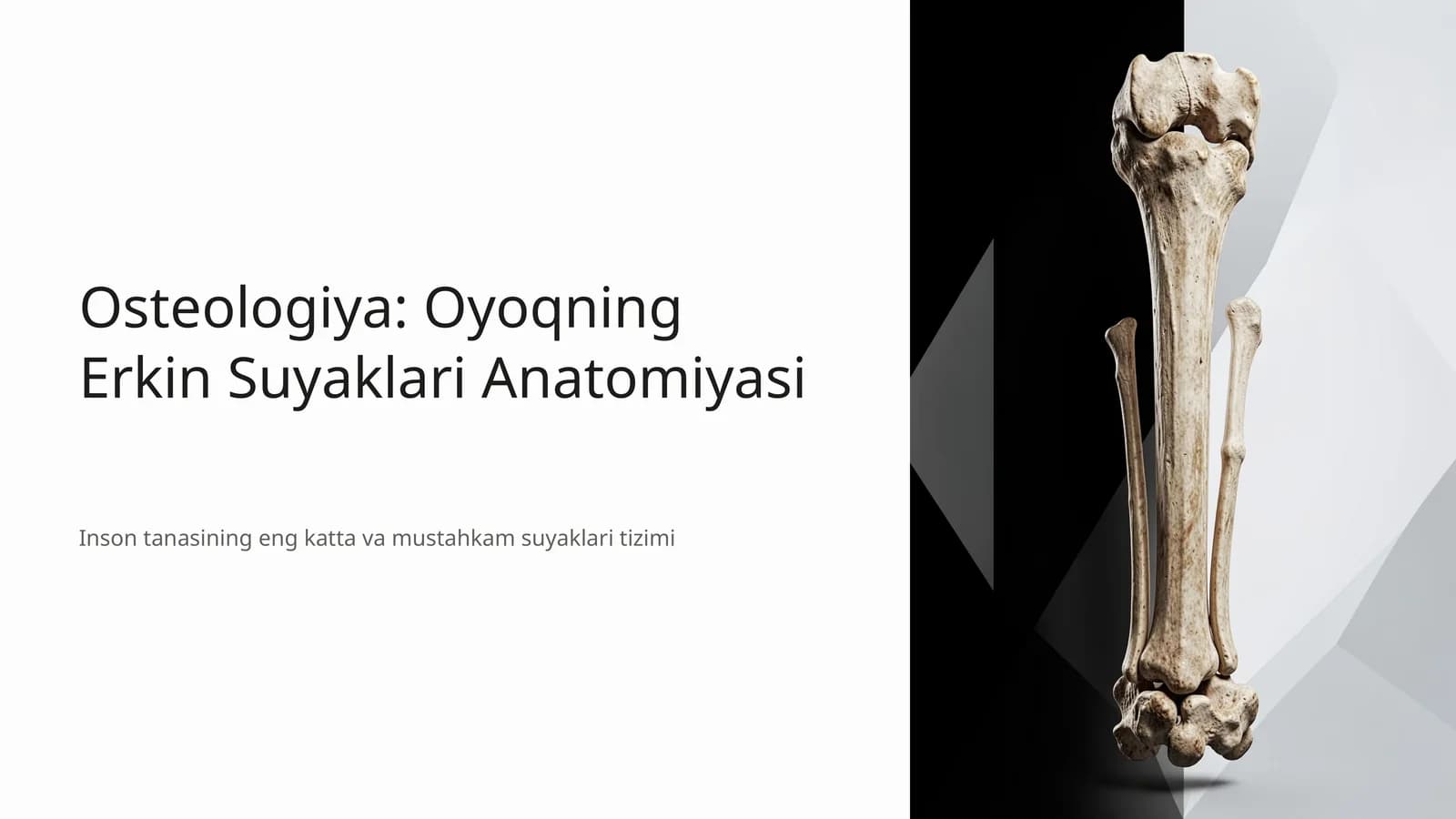 Osteologiya: Oyoqning Erkin Suyaklari Anatomiyasi