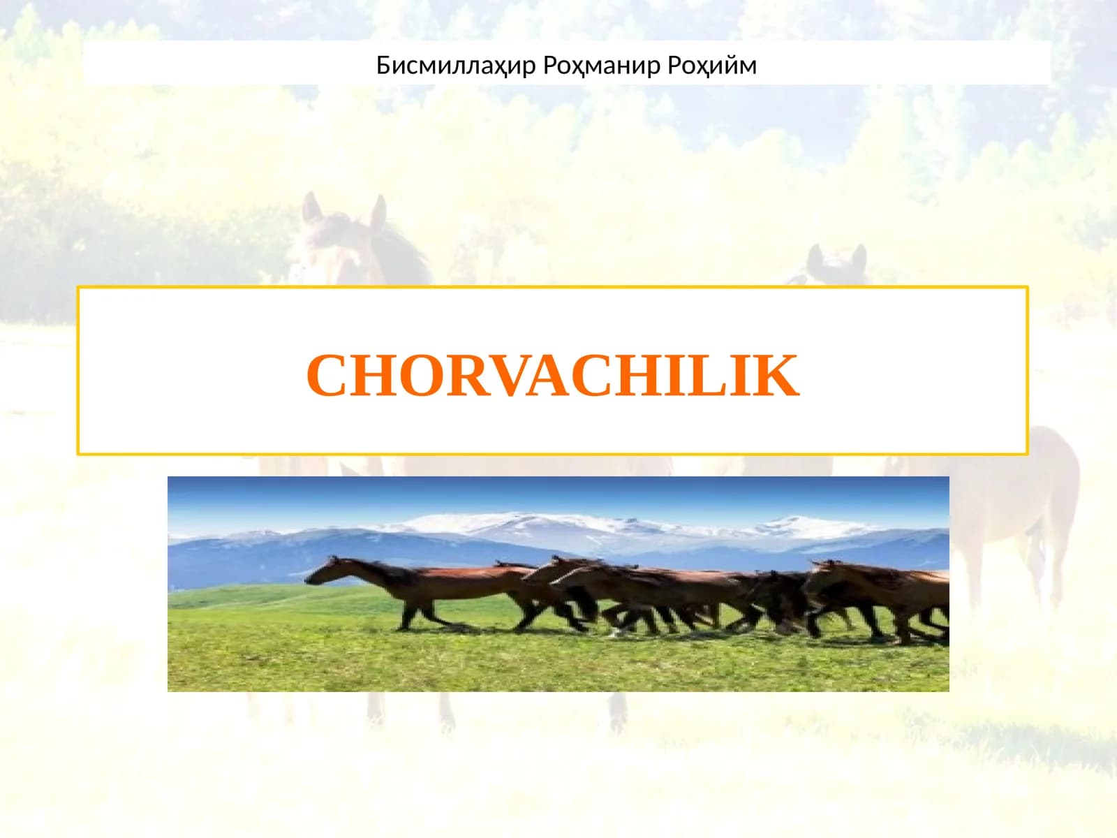 CHORVACHILIK