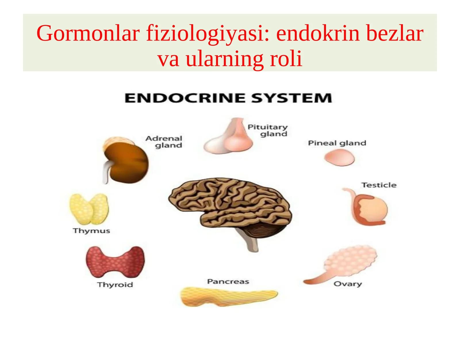 Gormonlarfiziologiyasi:endokrinbezlarvaularningroli