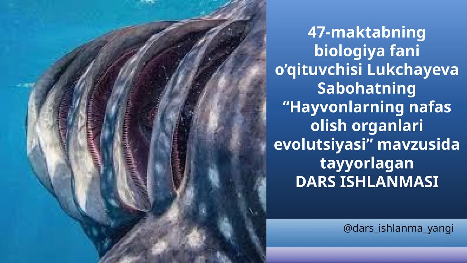 Nafaslash organlarining evolutsiyasi