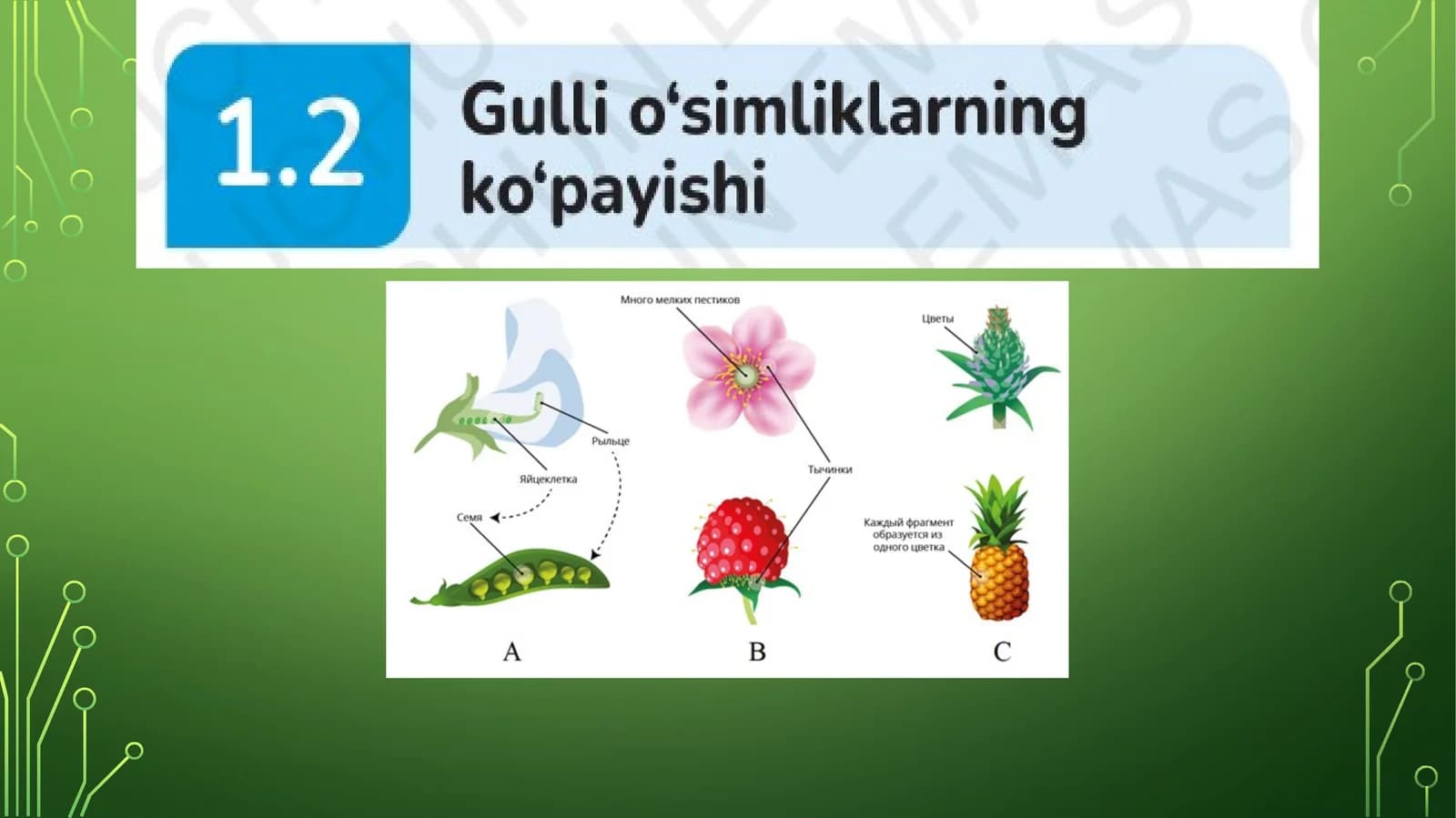 Gulli o'simliklarning ko'payishi