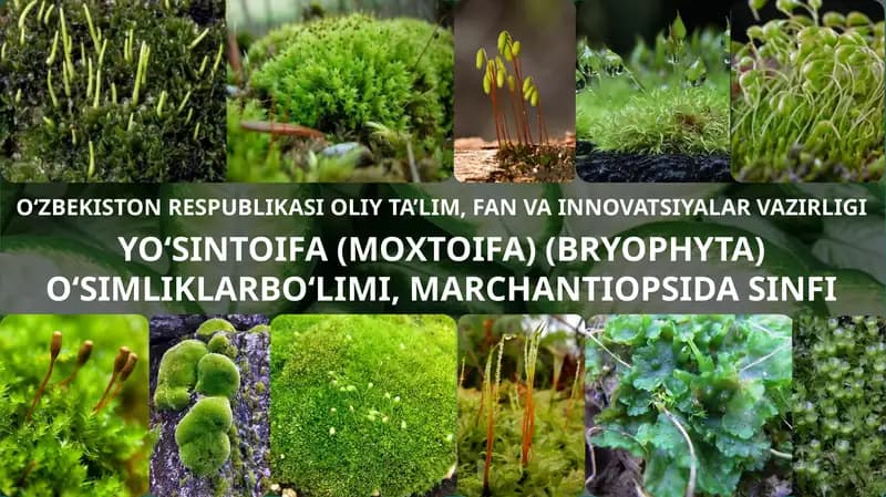Bryophyta sinfi yo'sinlari