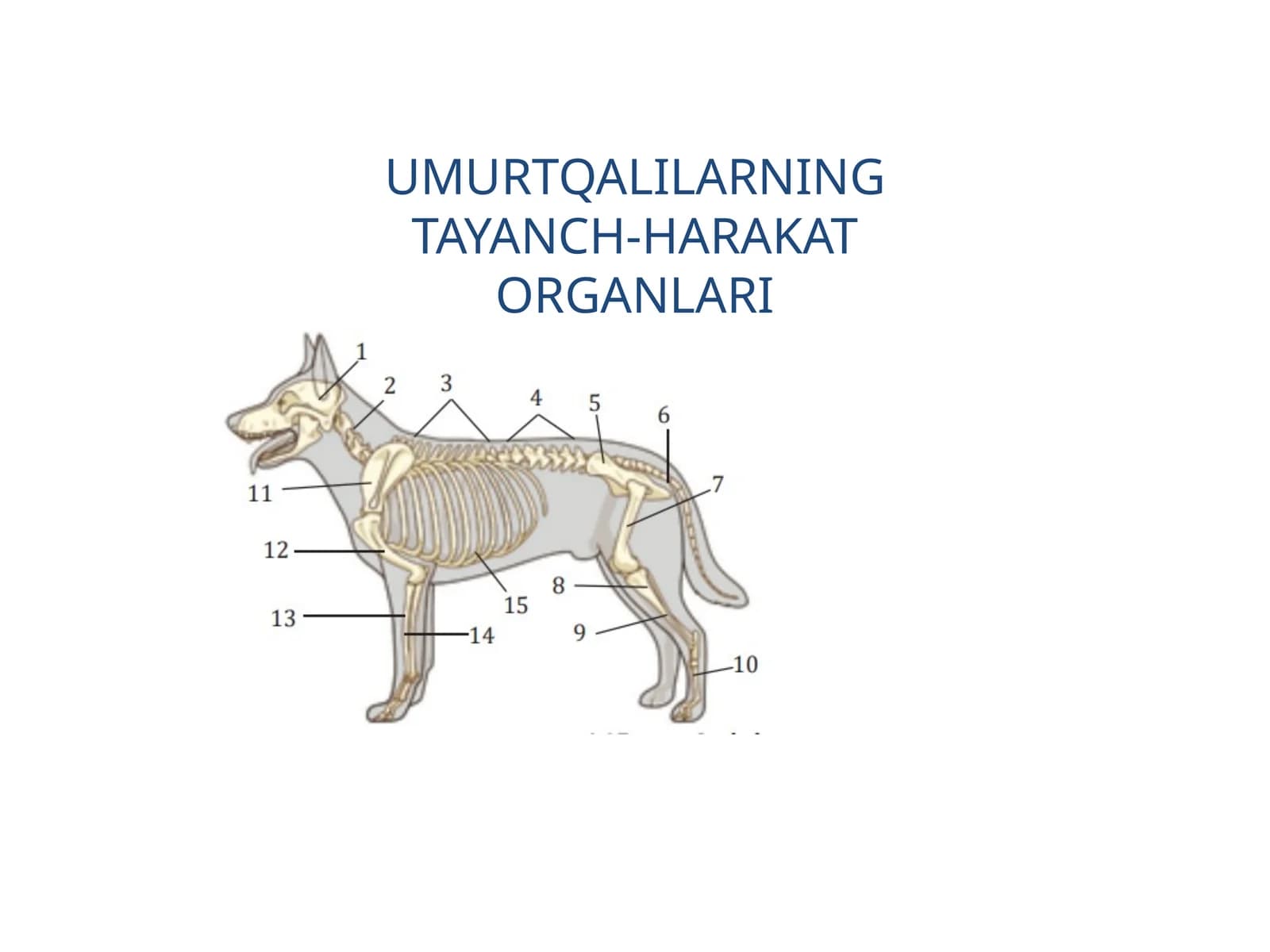 UMURTQALILARNING TAYANCH-HARAKAT ORGANLARI