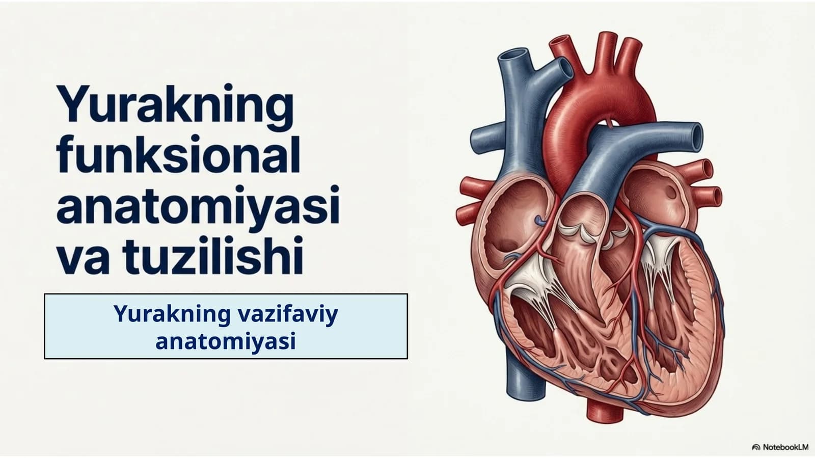 Yurakning vazifaviy anatomiyasi