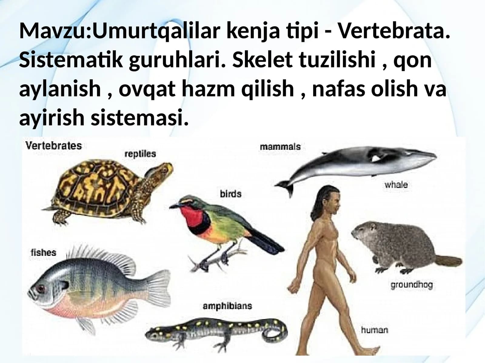 Umurtqalilar kenjatipi