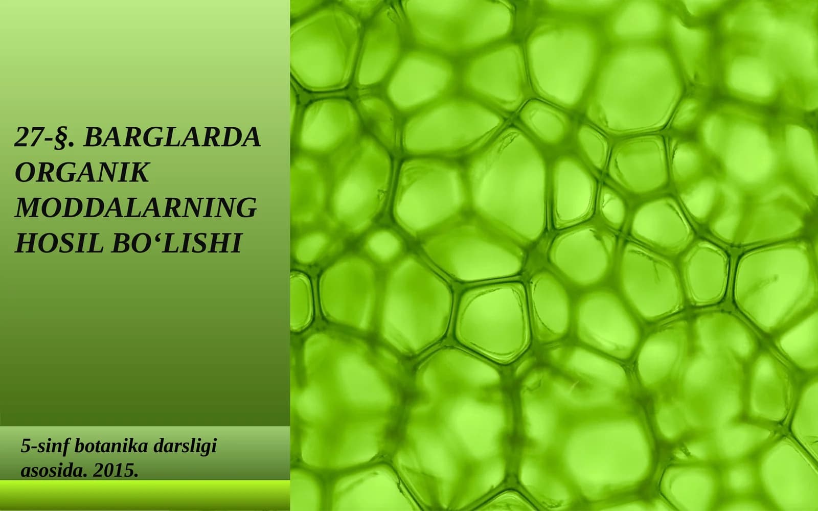 BARGLARDA ORGANIK MODDALARNING HOSIL BO‘LISHI