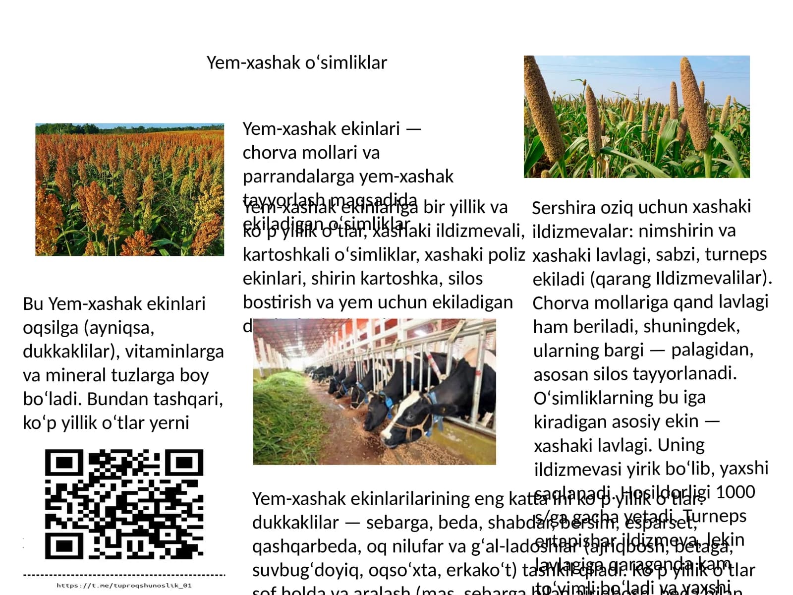 Yem-xashak oʻsimliklar