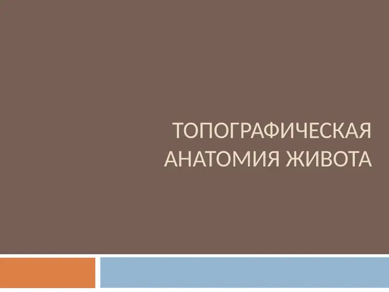 ТОПОГРАФИЧЕСКАЯ АНАТОМИЯ ЖИВОТА