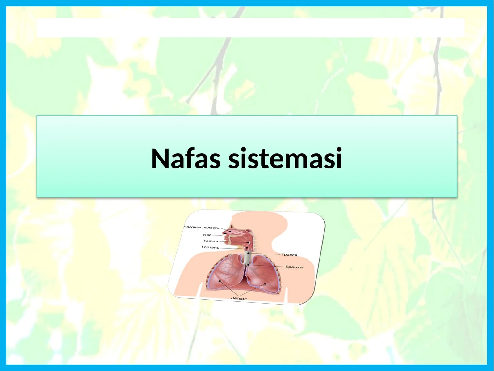 Nafassistemasi