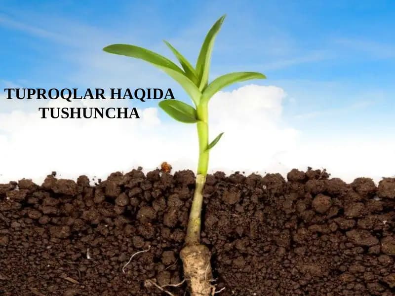 Тuproqlar haqida tushuncha