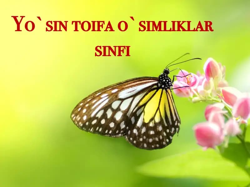 Yo`sin toifa o`simliklar sinfi