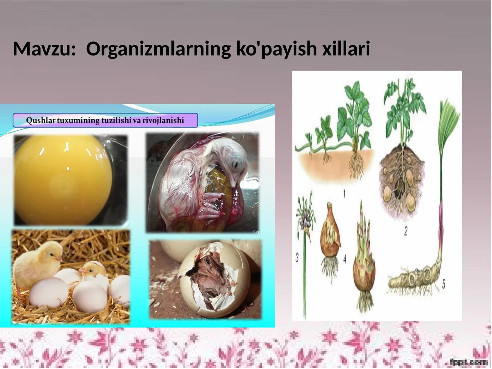 Organizmlarning ko'payish xillari
