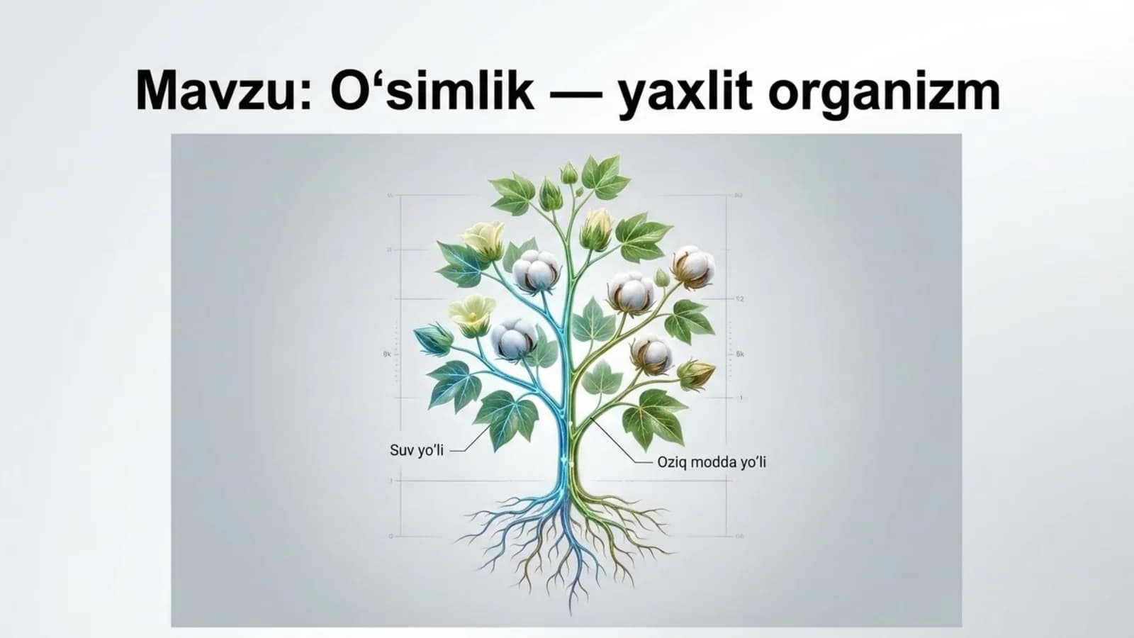 O'simlik - yaxlit organizm