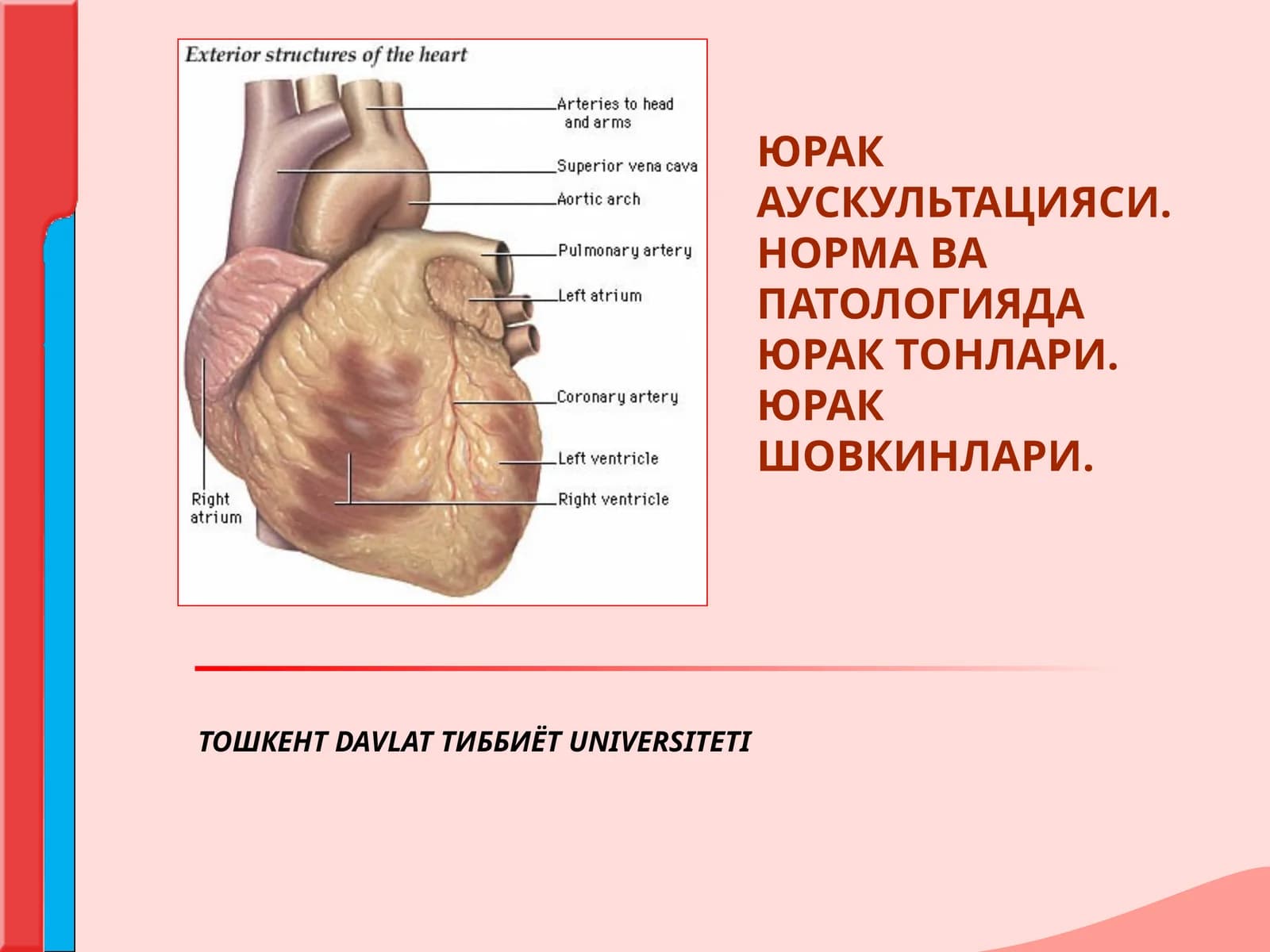 ЮРАК АУСКУЛЬТАЦИЯСИНИНГ АСОСИЙ КОИДАЛАРИ