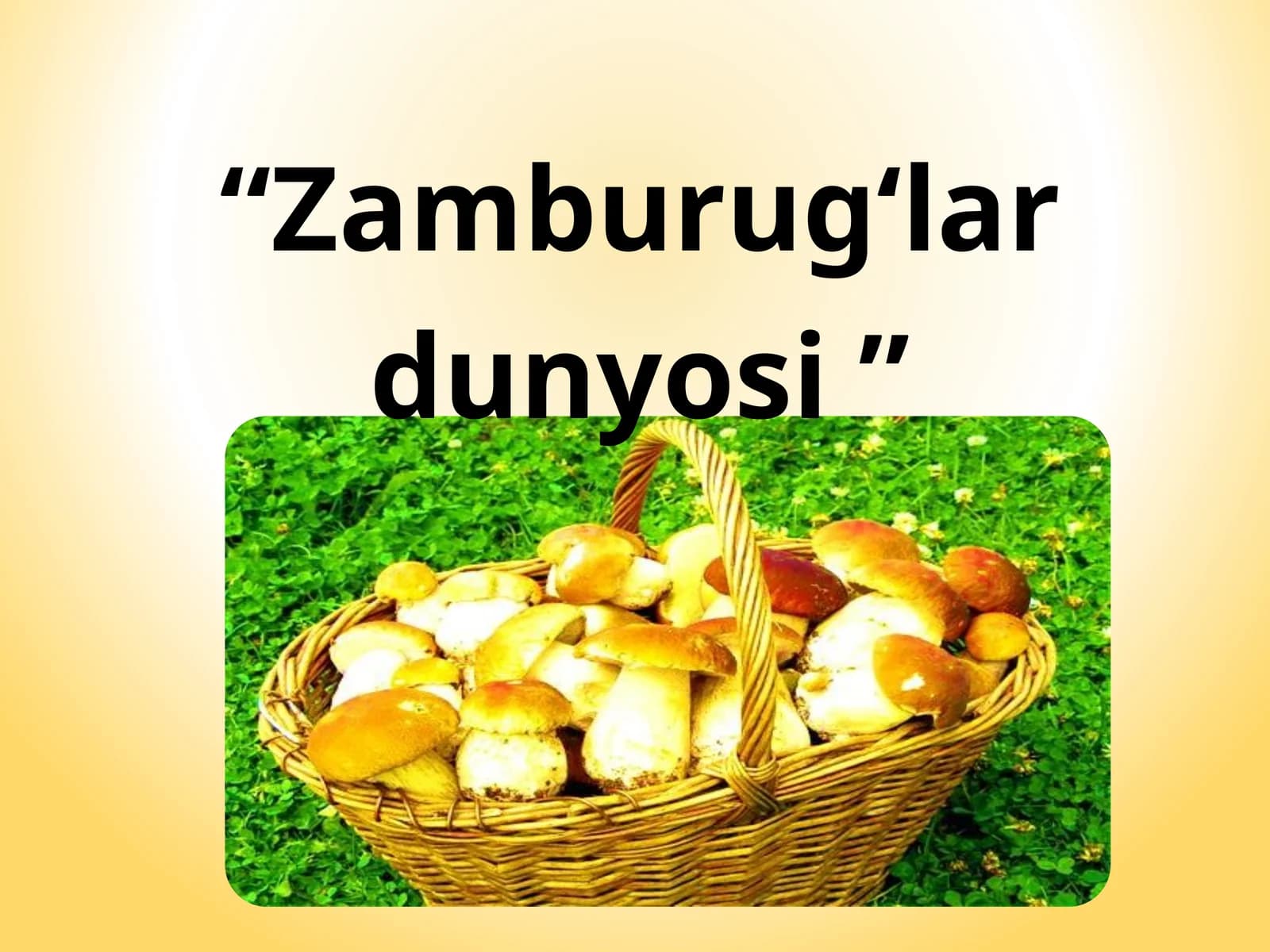 Zamburug‘lar dunyosi