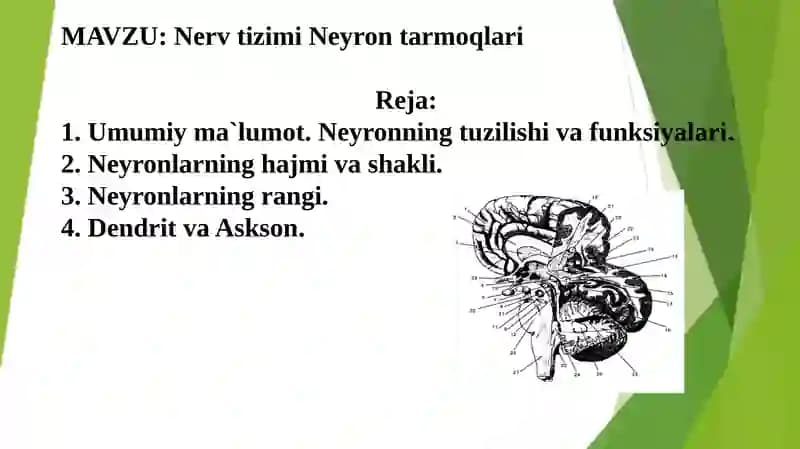 Nerv tizimi Neyron tarmoqlari