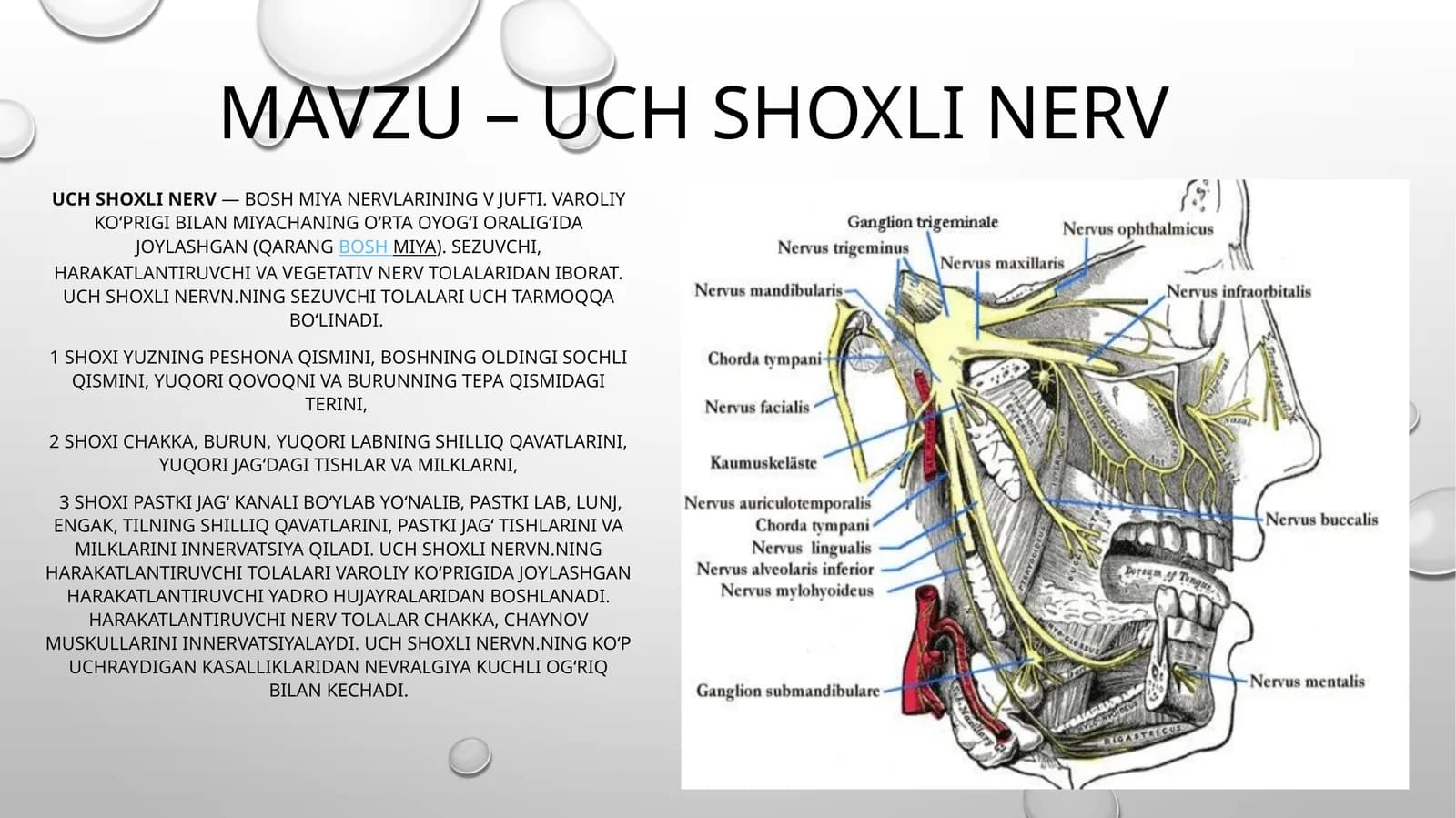 Uchshoxlinerv