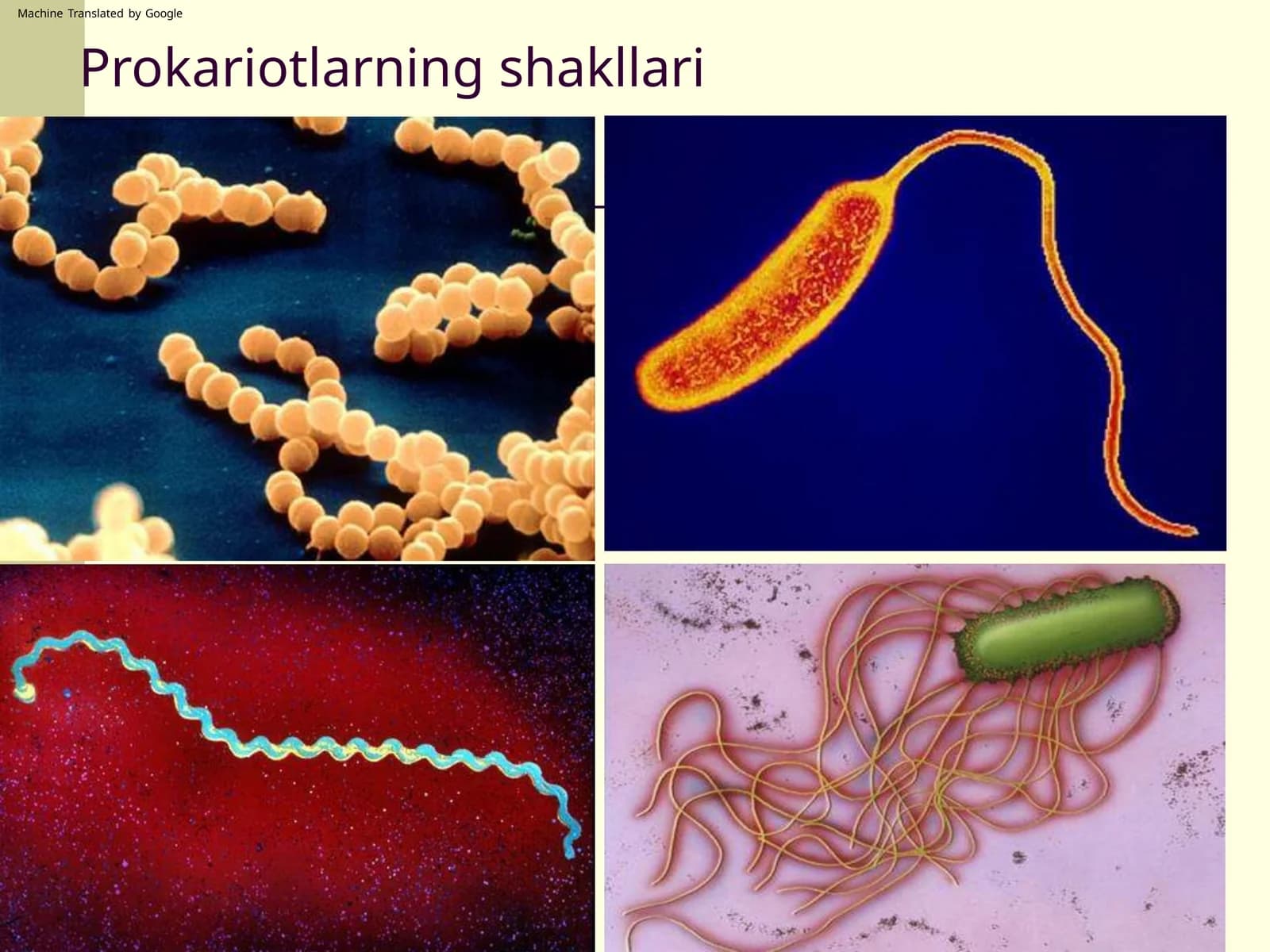 Prokariotlarning shakllari