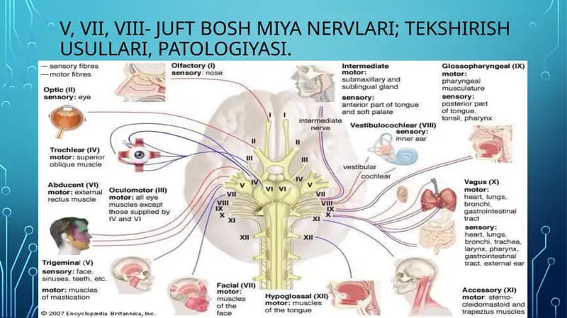 V, VII, VIII- juft Bosh miya nervlari; tekshirish usullari, patologiyasi.