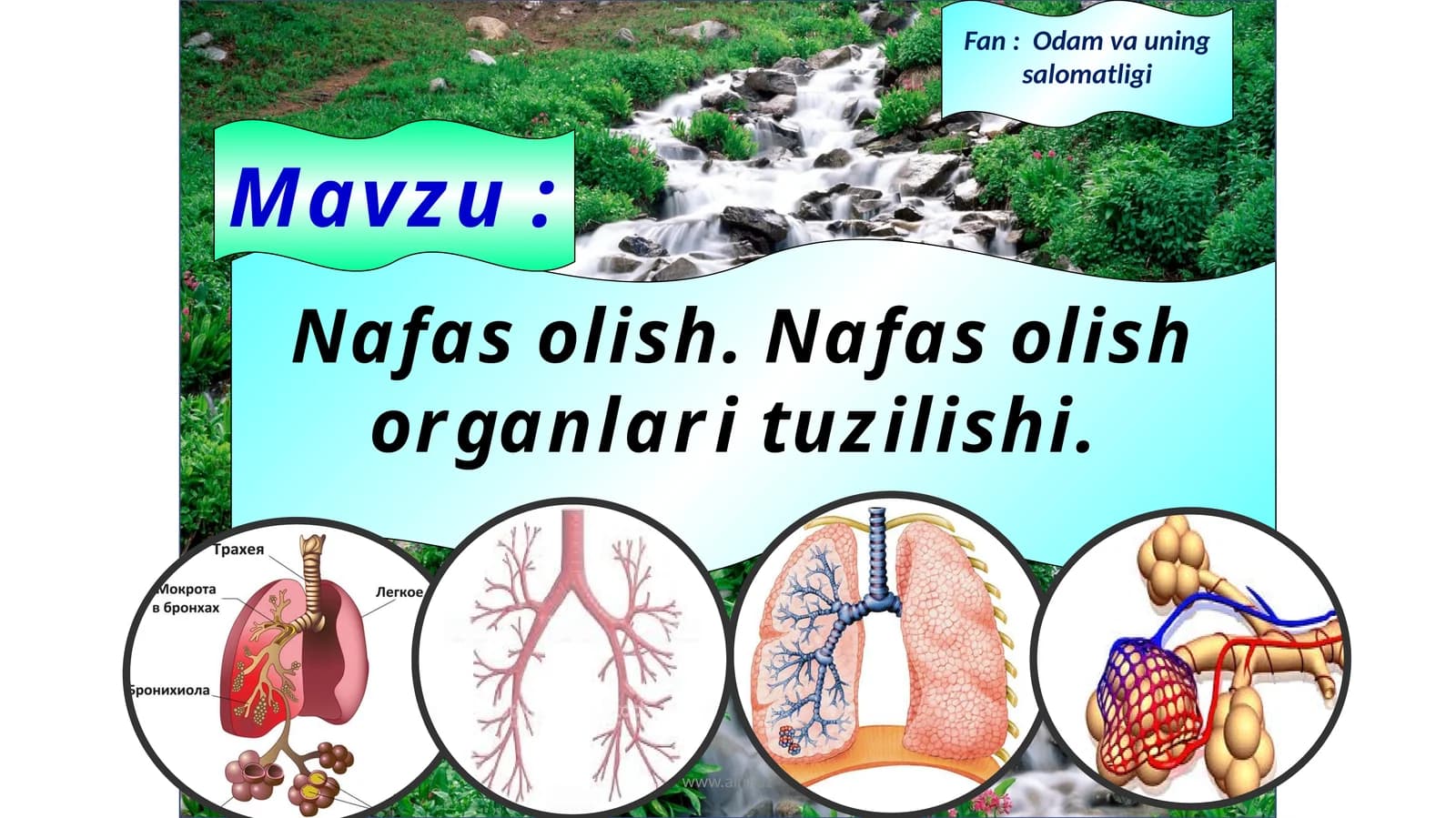 Nafas olish organlari tuzilishi