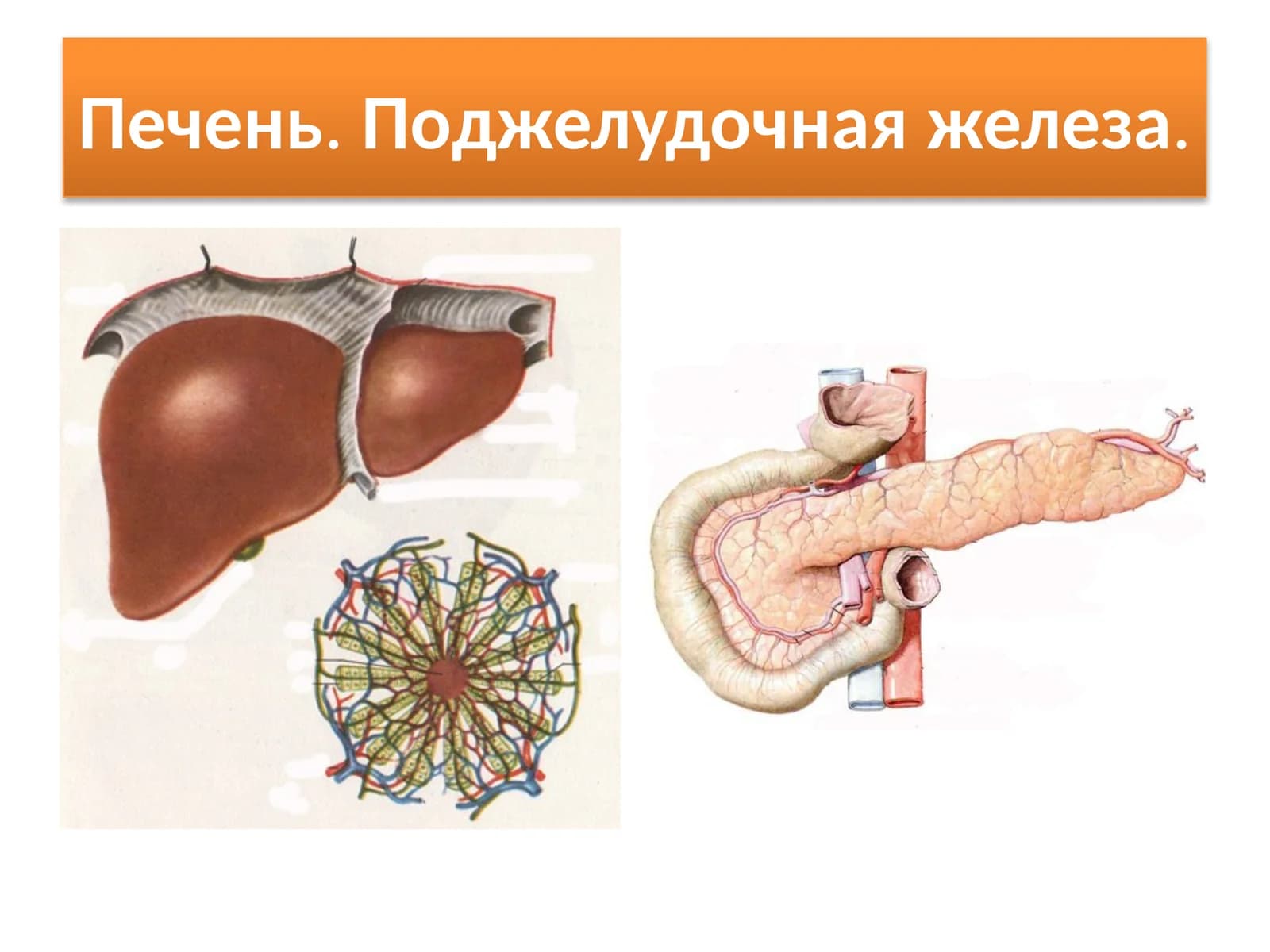Печень