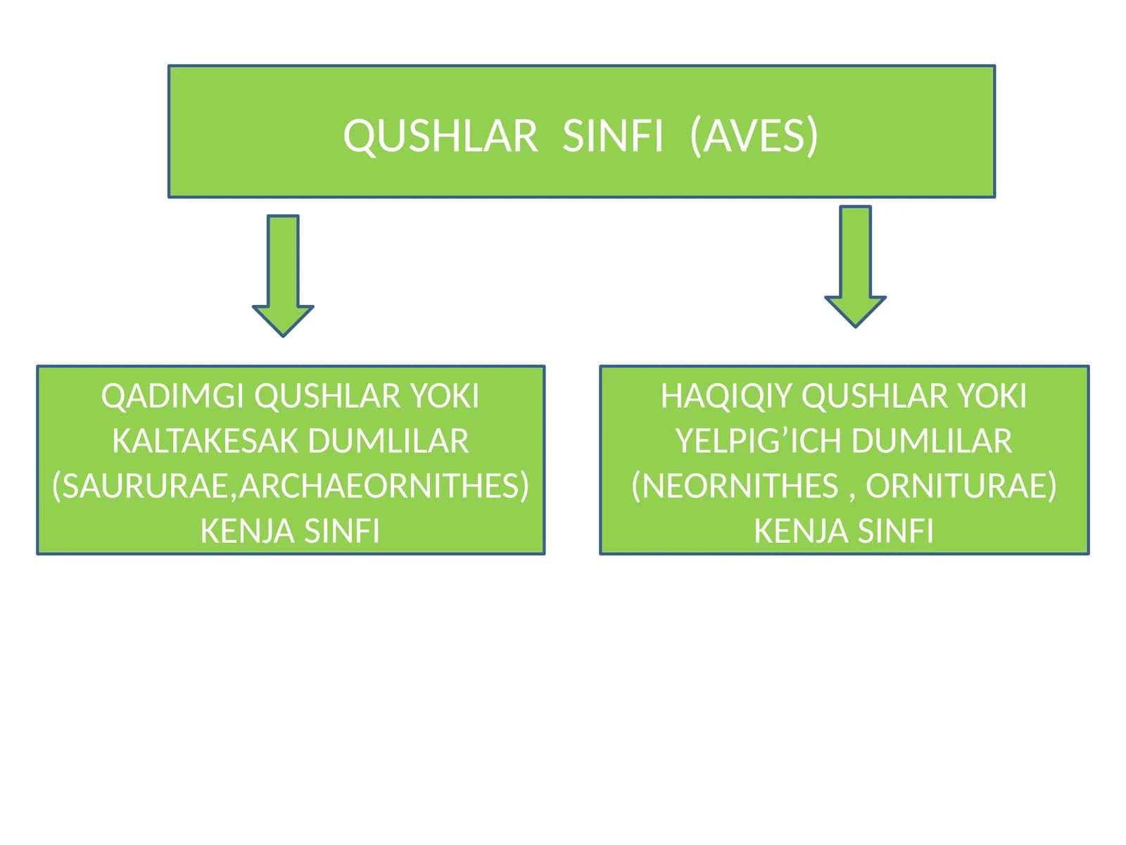 QUSHLAR SINFI (AVES)