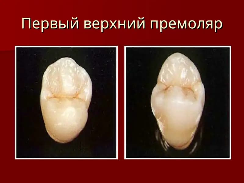 Первый верхний премоляр