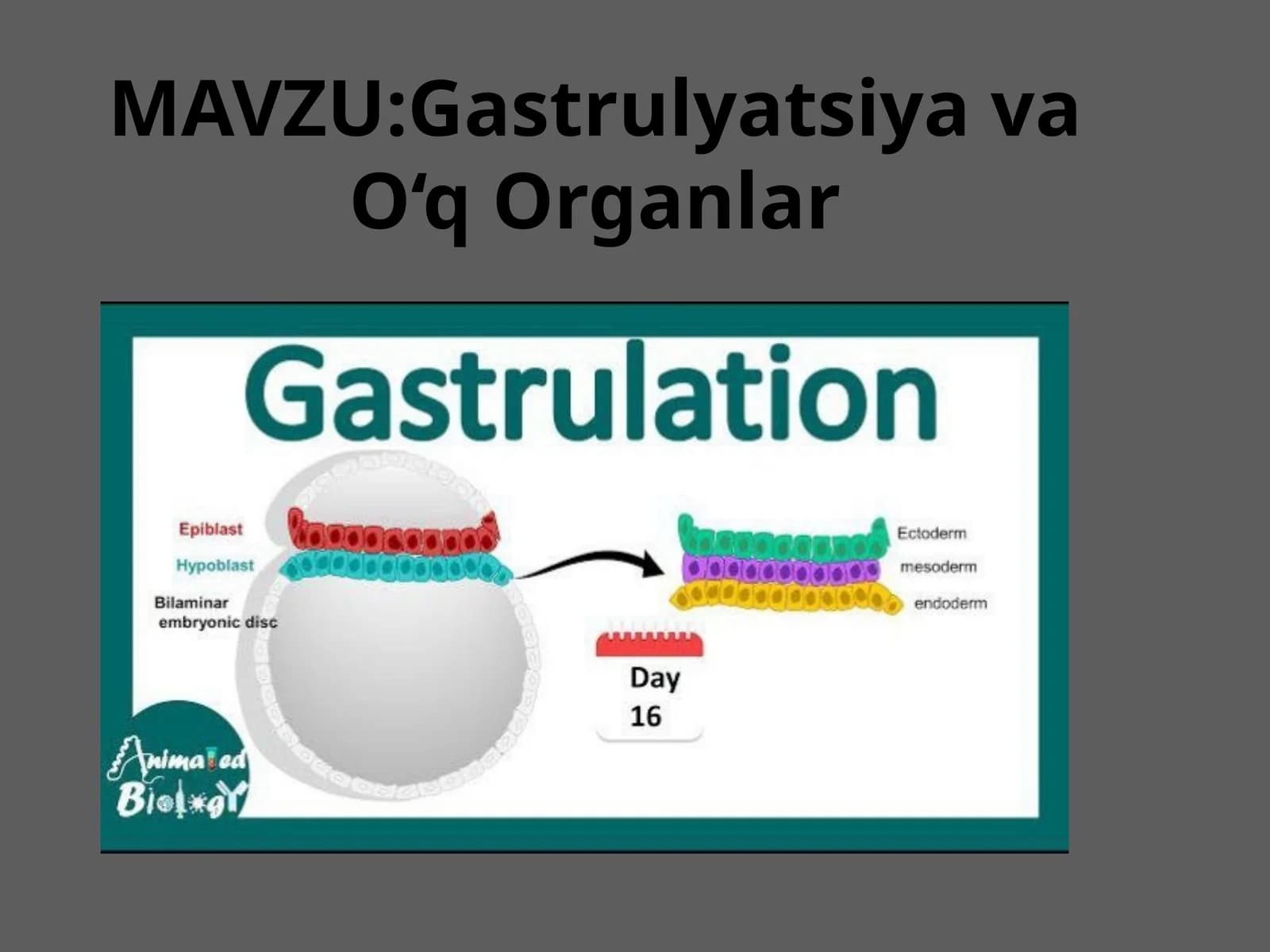 Gastrulyatsiya va O‘q Organlar