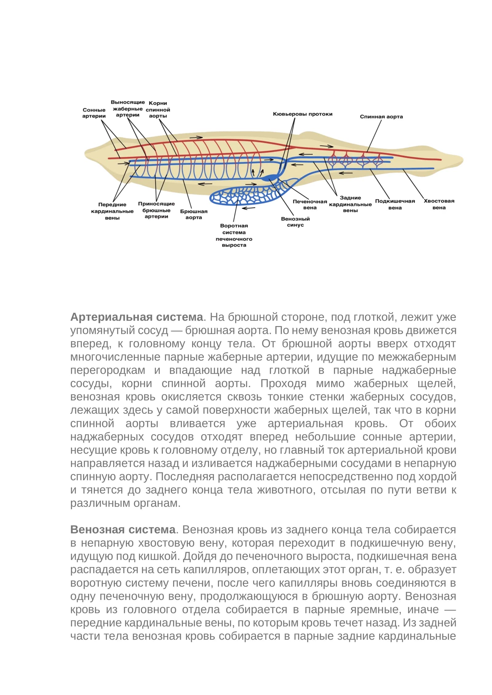 Артериальная система