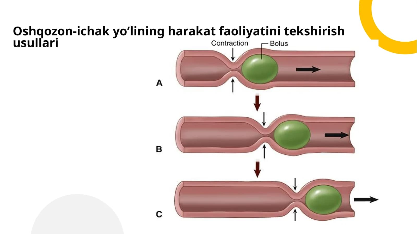 Oshqozon-ichak yo‘lining harakat faoliyatini tekshirish usullari