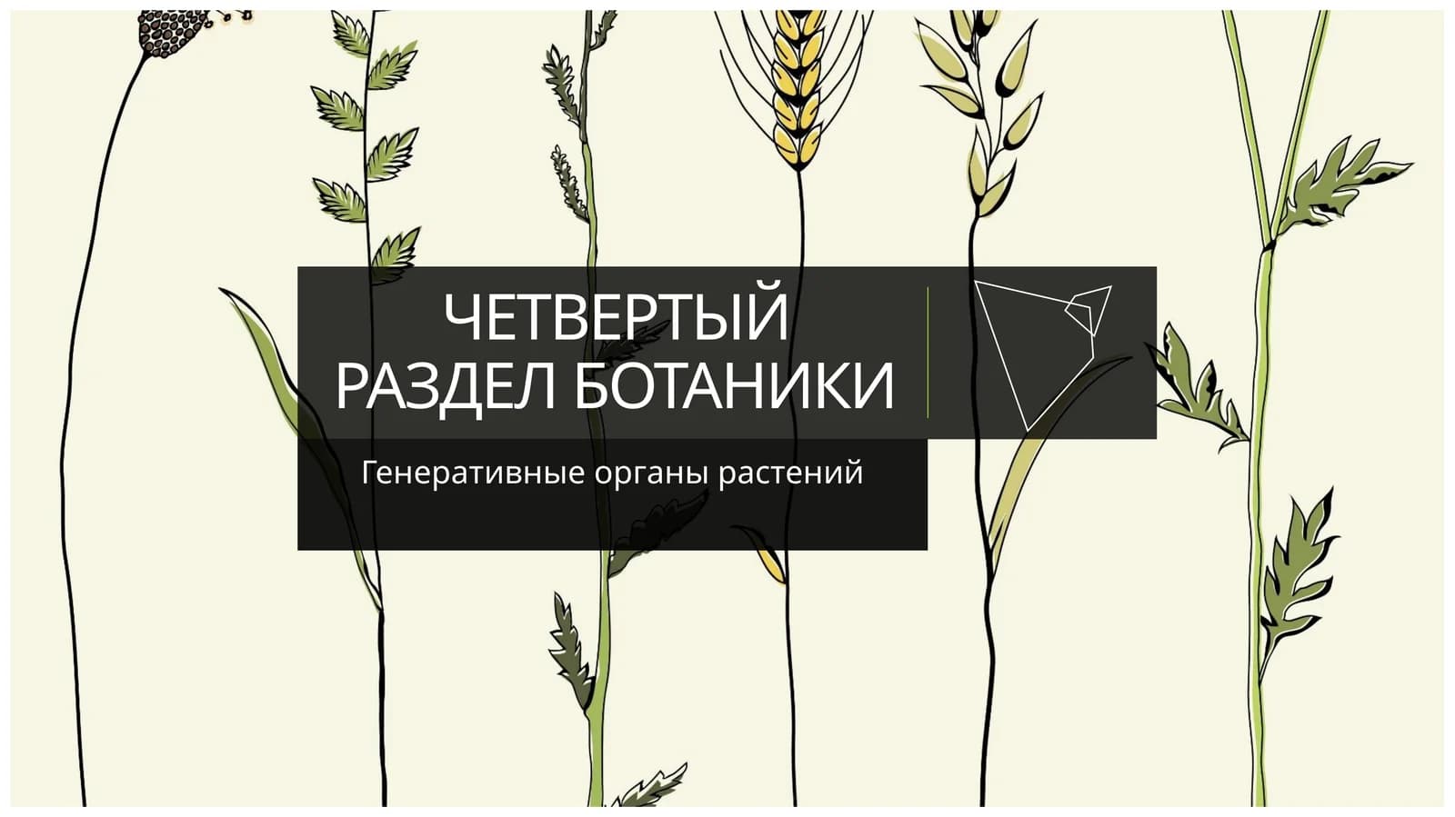 ЧЕТВЕРТЫЙ РАЗДЕЛ БОТАНИКИ