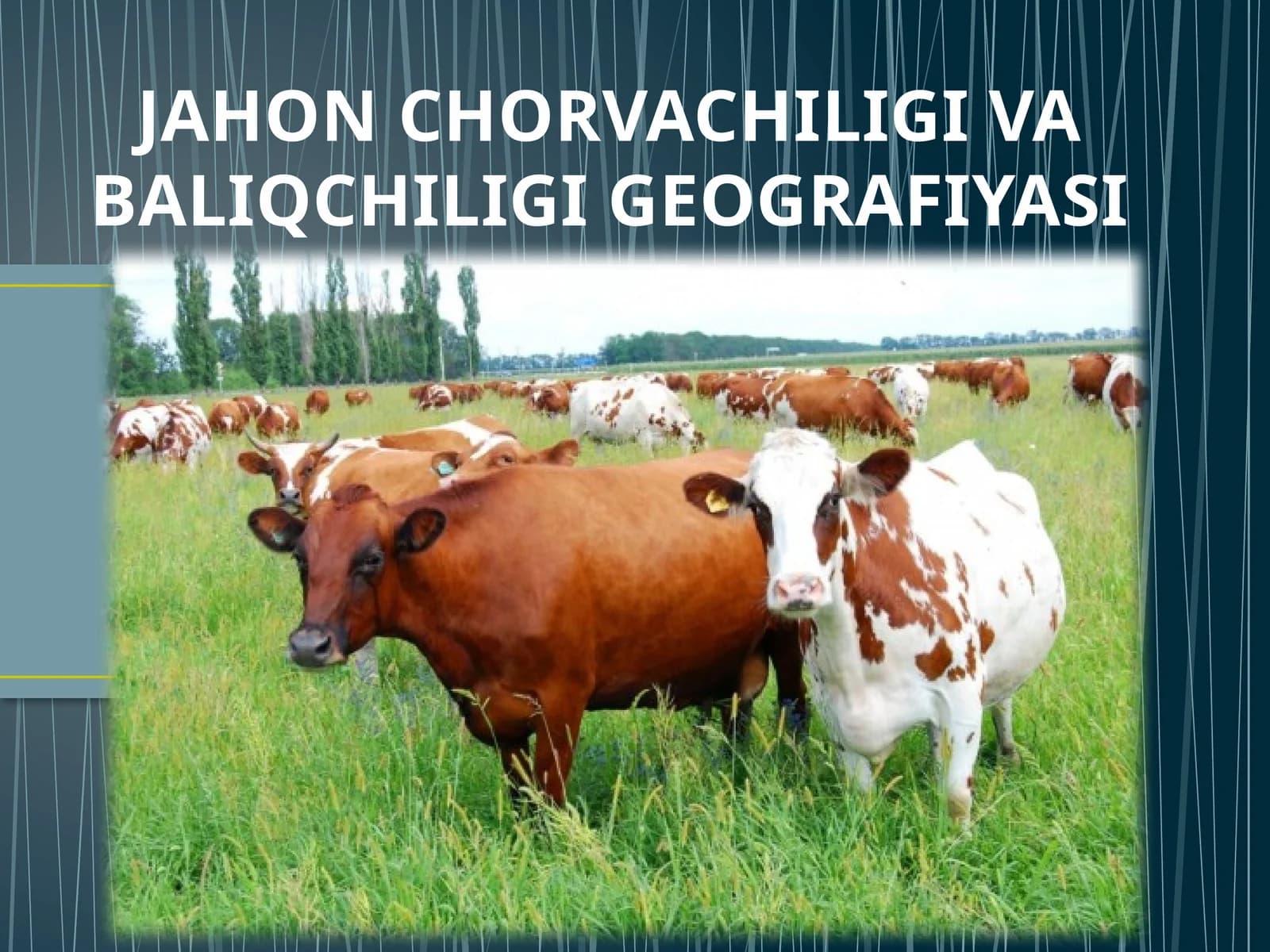 JAHON CHORVACHILIGI VA BALIQCHILIGI GEOGRAFIYASI